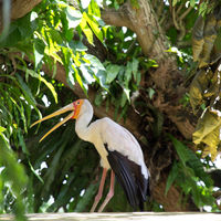 Mycteria ibis