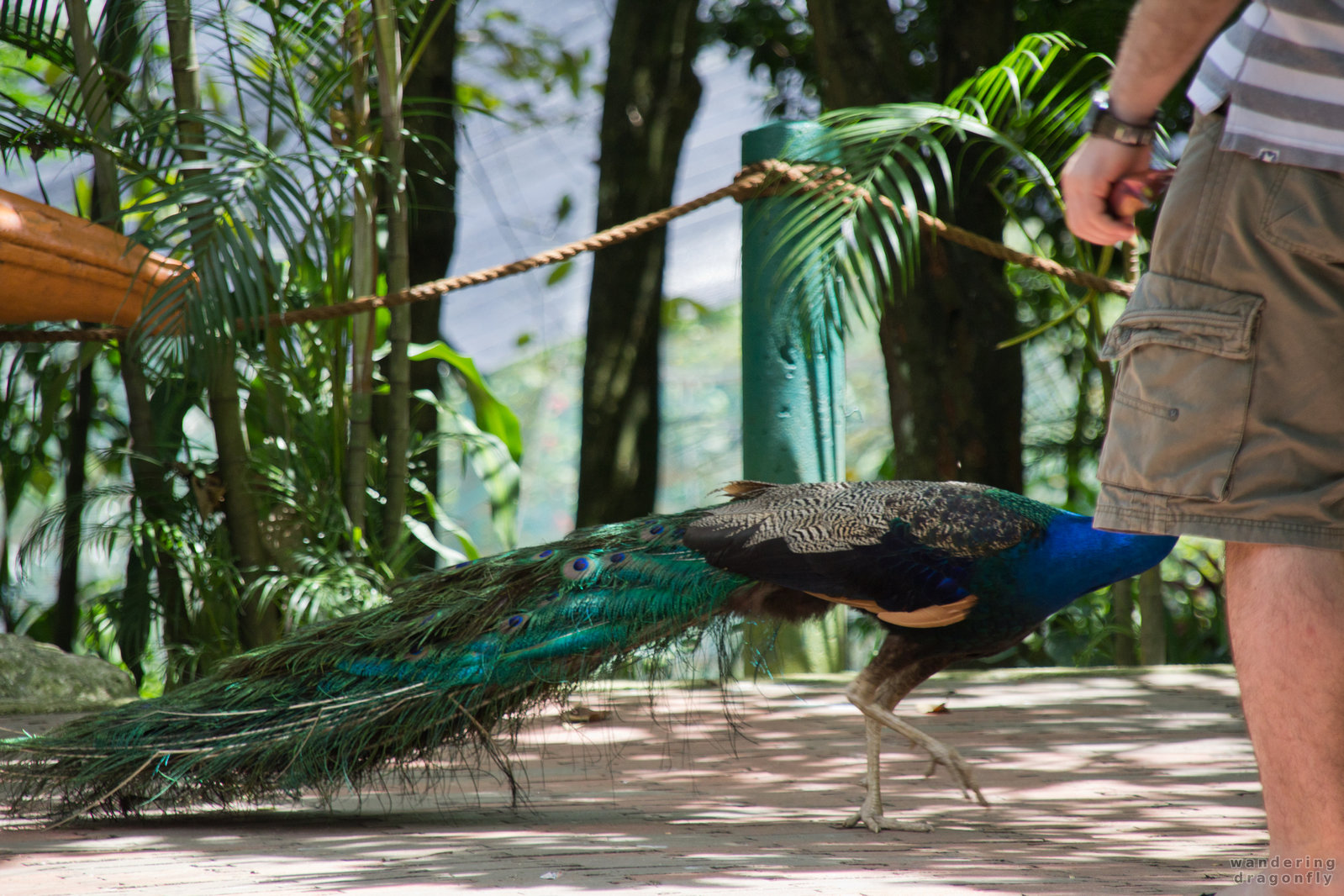 Peacock crossing -- peacock