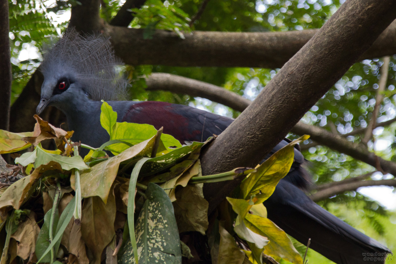 Red eyes -- blue pheasant