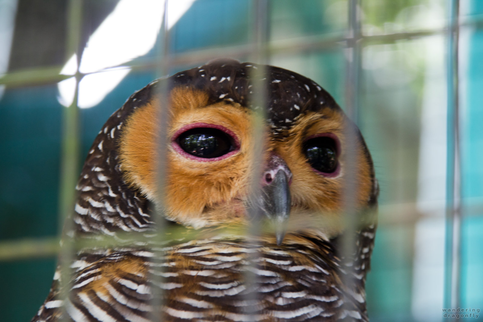 Owl in prison -- owl