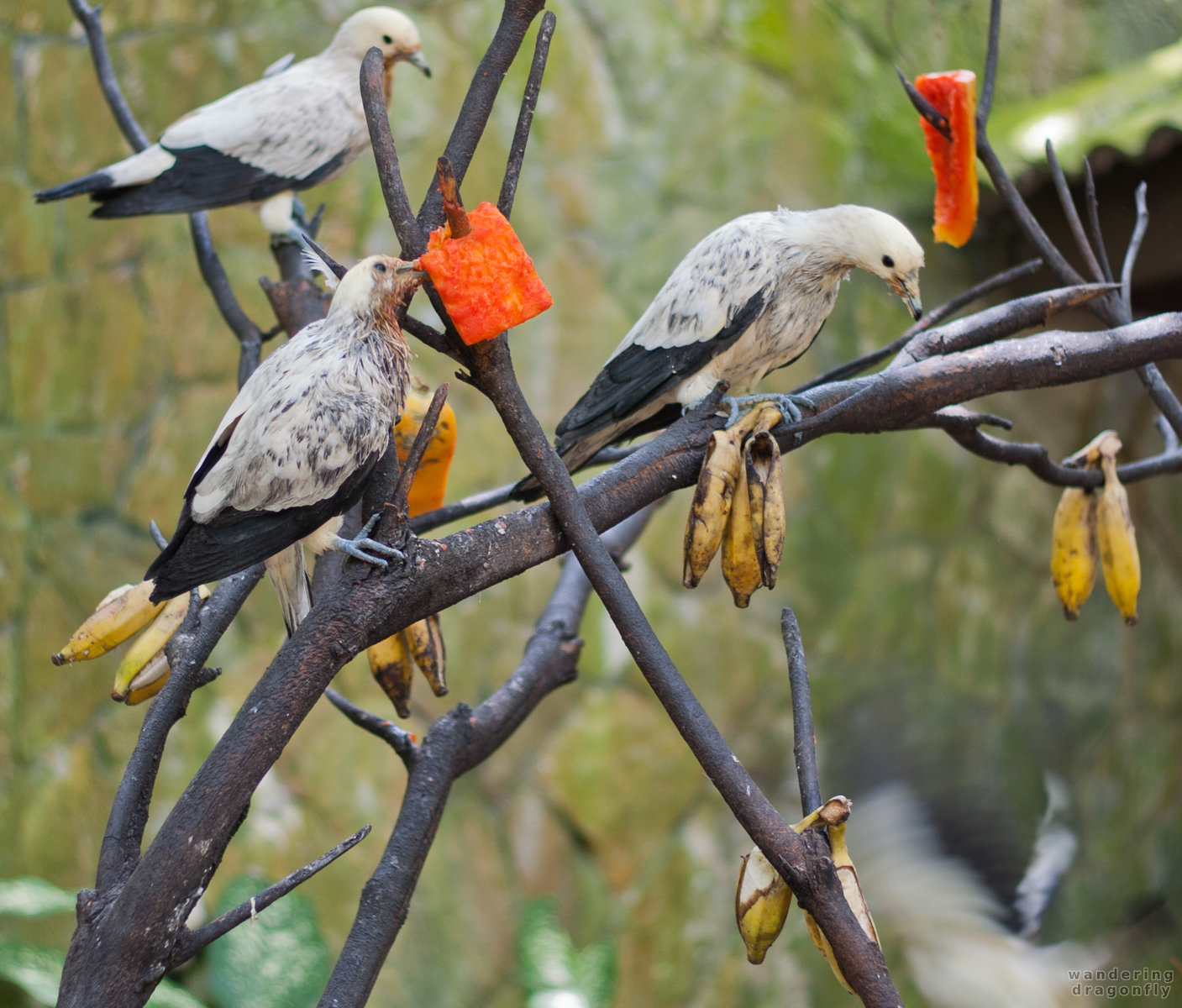 Lunchtime with tropical fruits -- bird