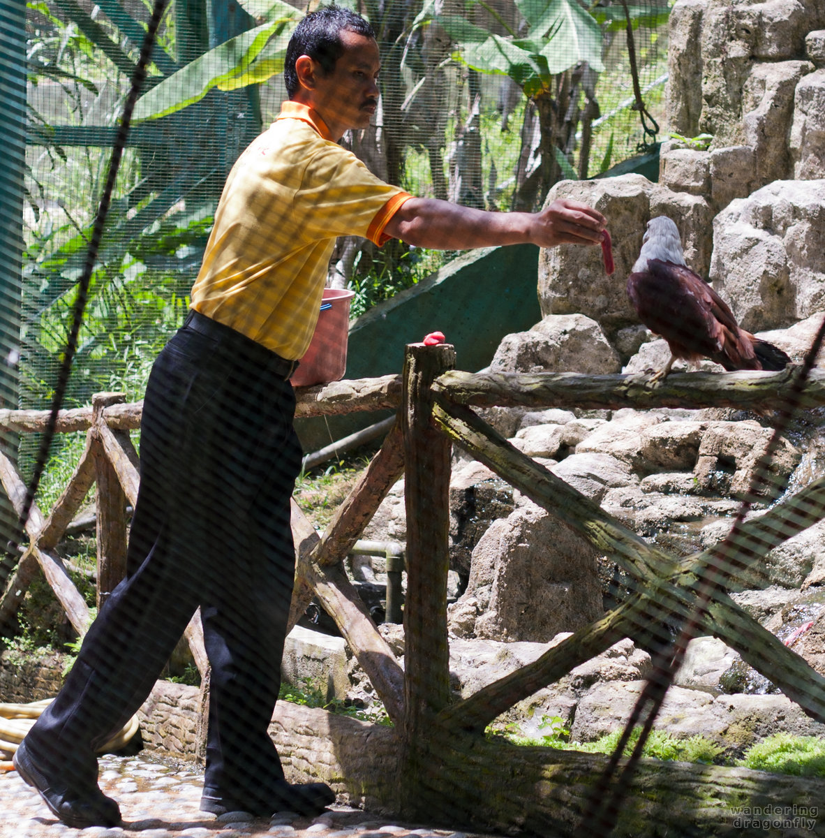 Feeding time for eagles -- bald eagle, feeding, zookeeper