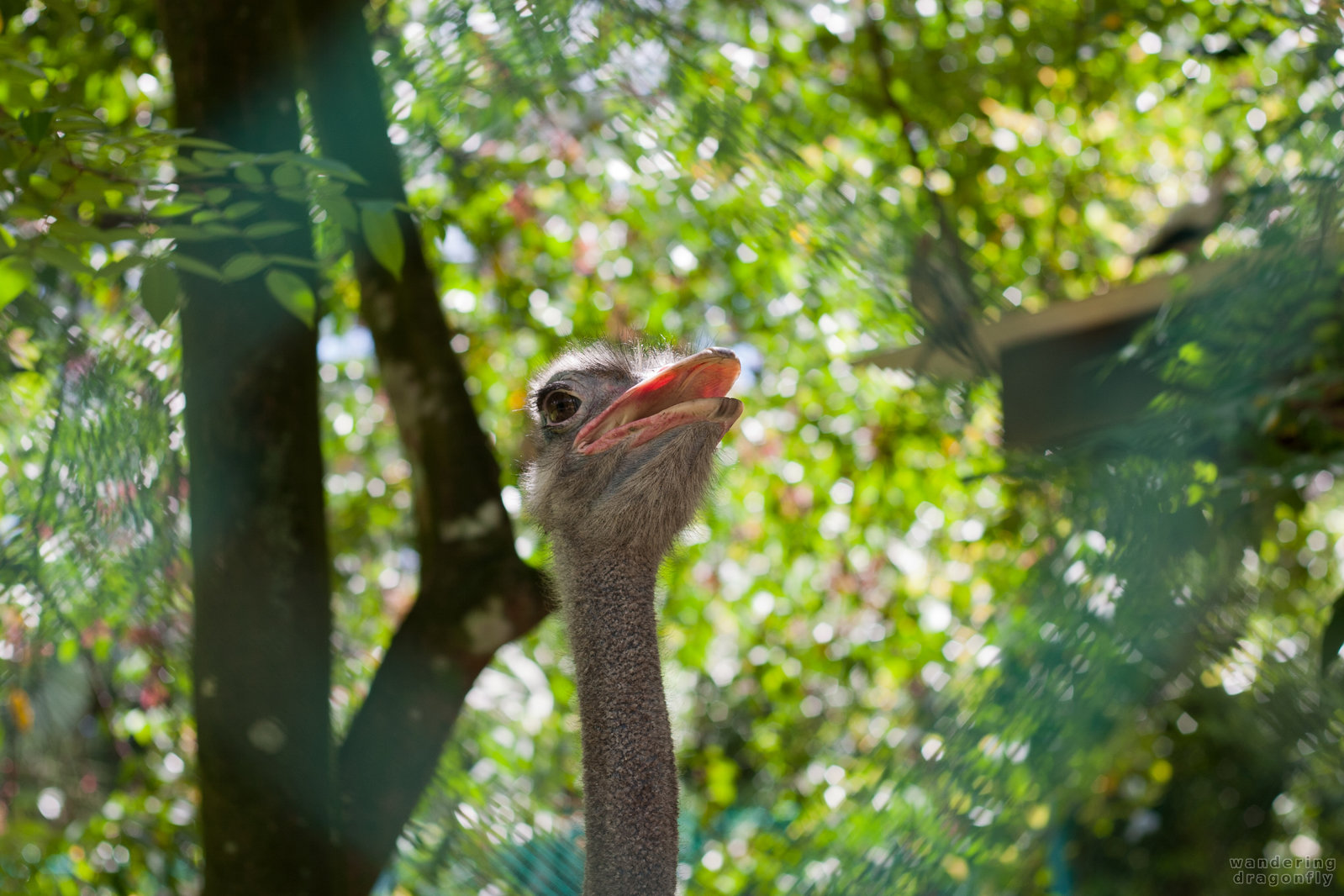 Ostrich behind the grid -- ostrich