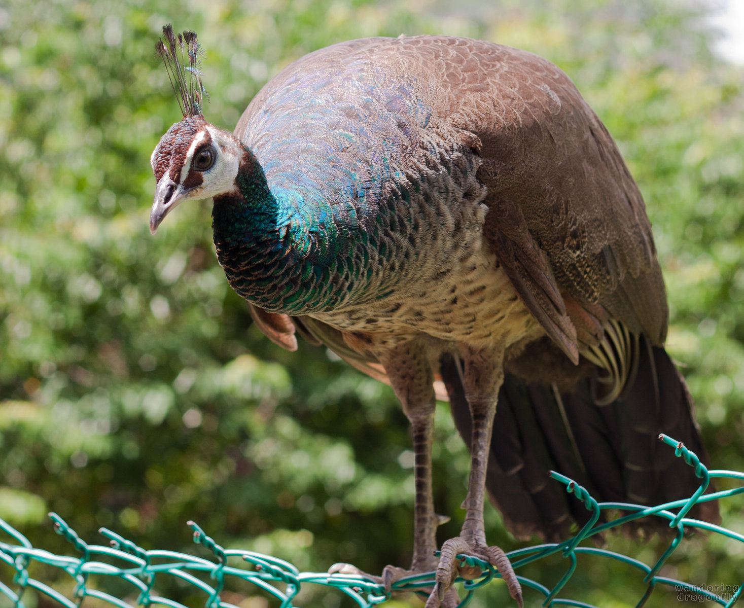 Peafowl ready to jump -- peafowl