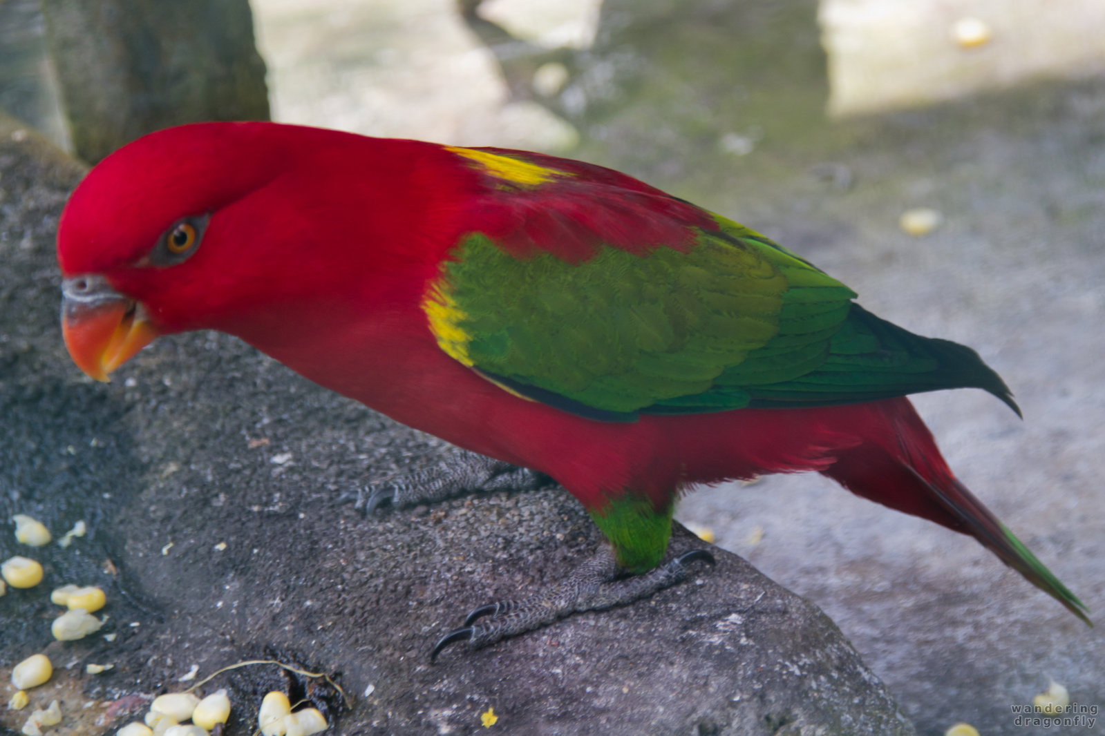 Red parrot with green wings -- red parrot