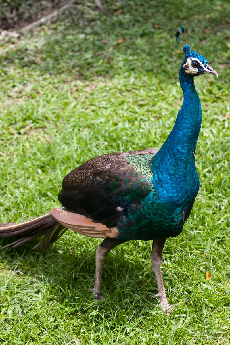 Peacock -- blue peafowl, peacock