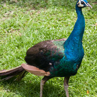 Pavo cristatus