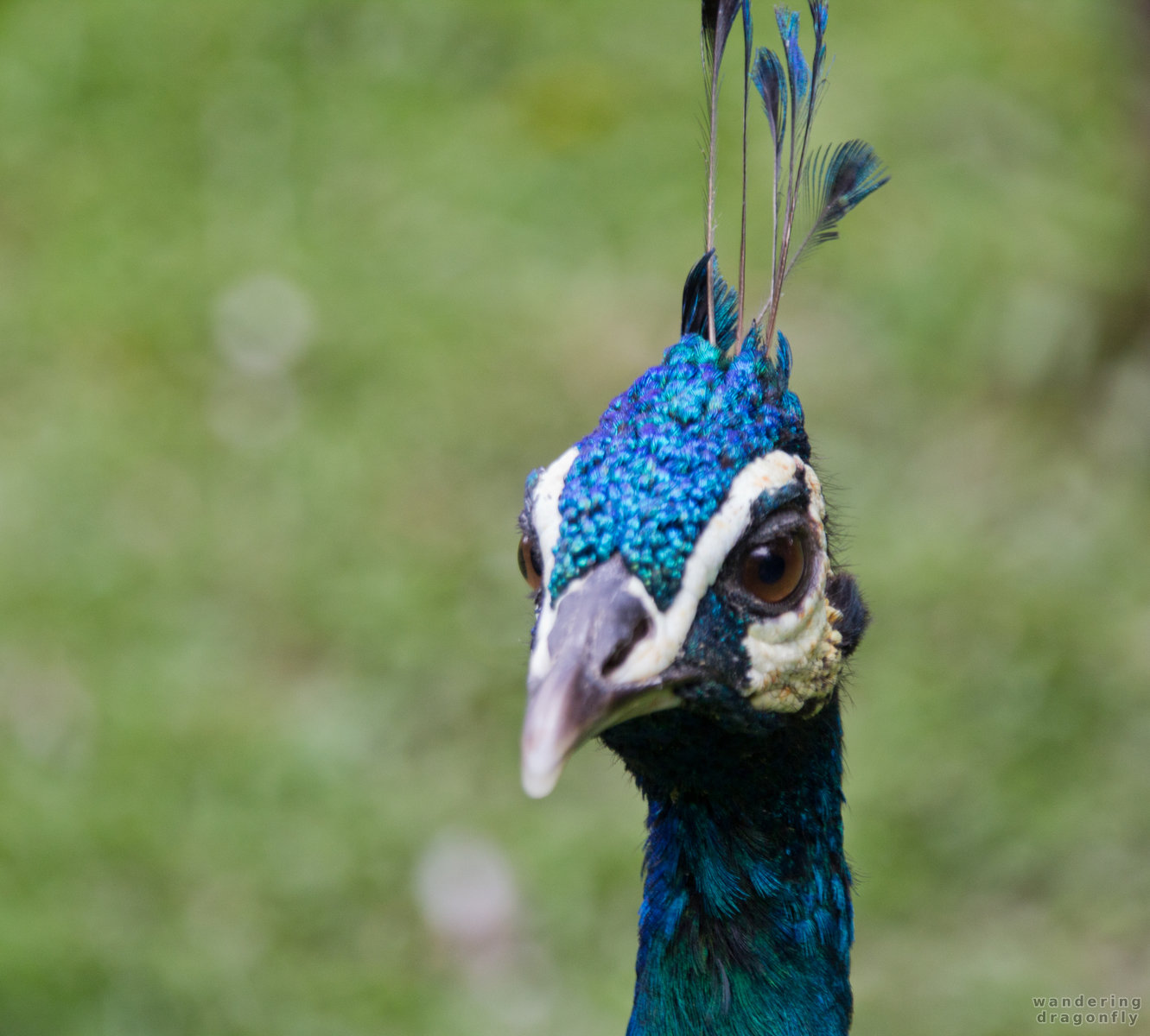 Peacock head -- blue peafowl, peacock