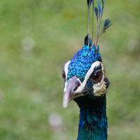 Pavo cristatus