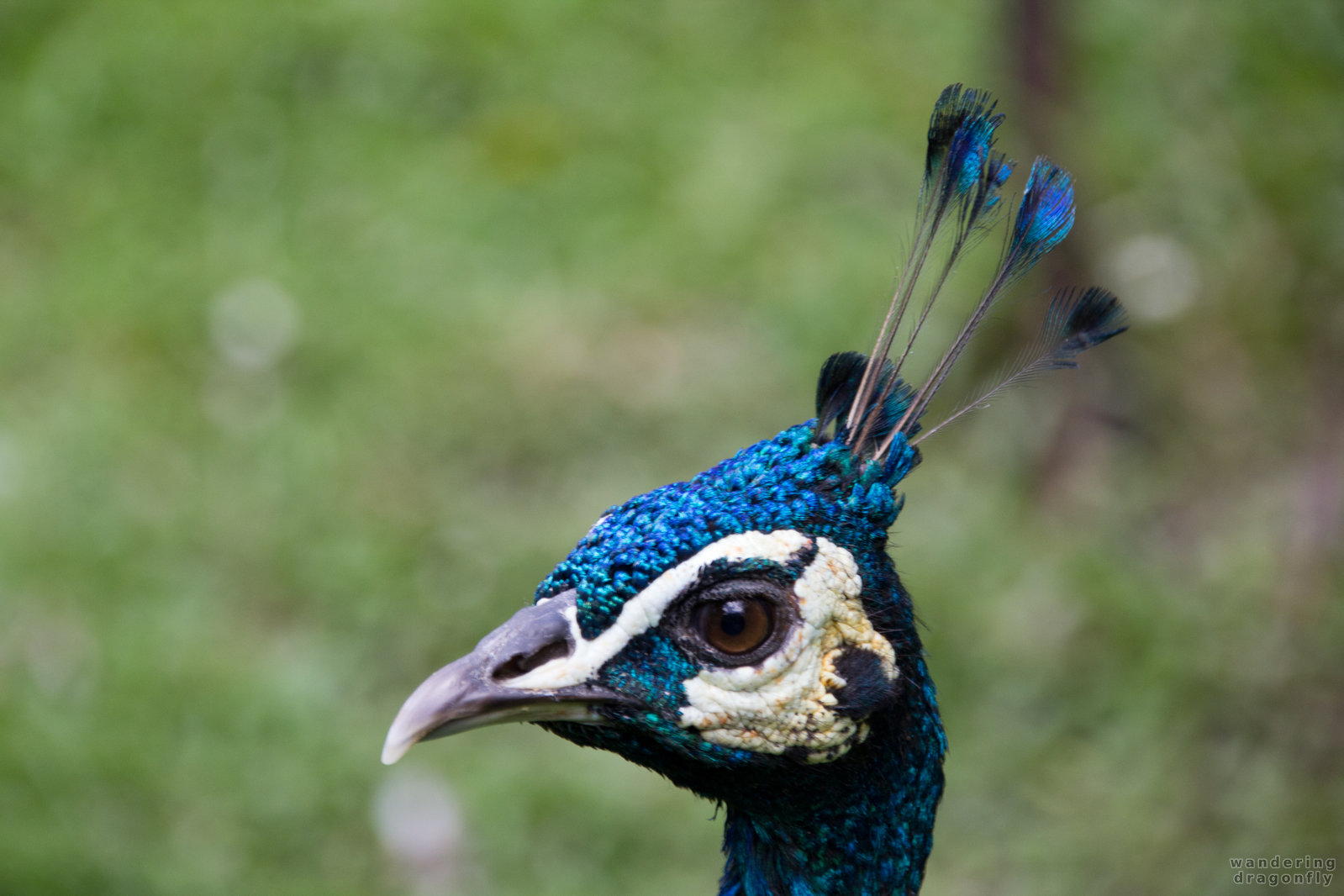Peacock profile -- blue peafowl, peacock