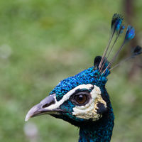 Pavo cristatus