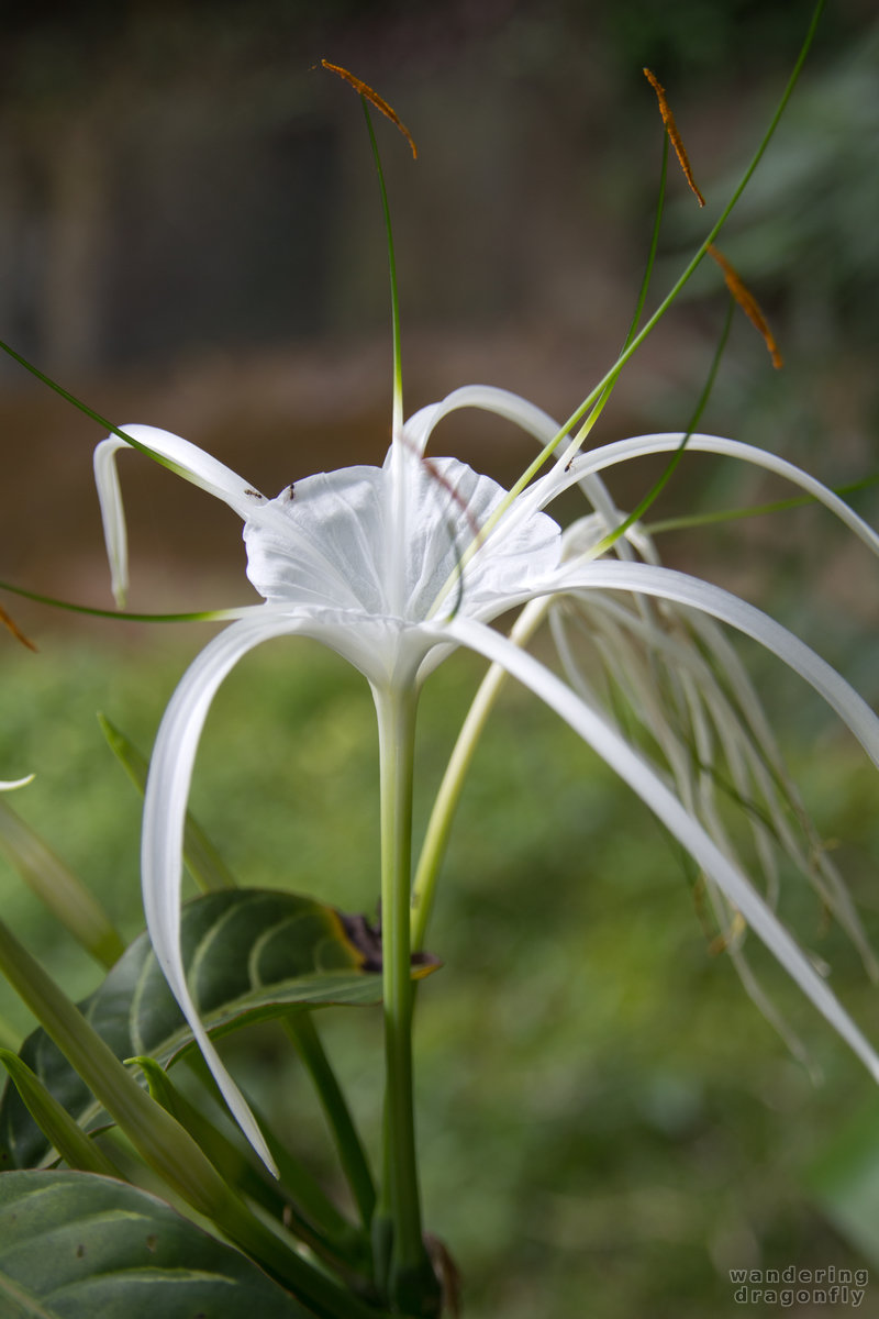 Spider Lily -- spider lily