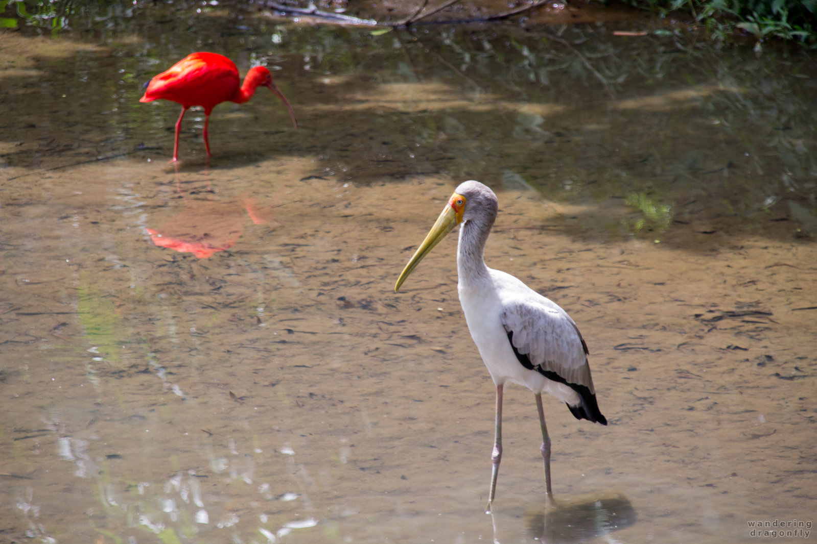 Stork and scarlet ibis -- scarlet ibis, stork
