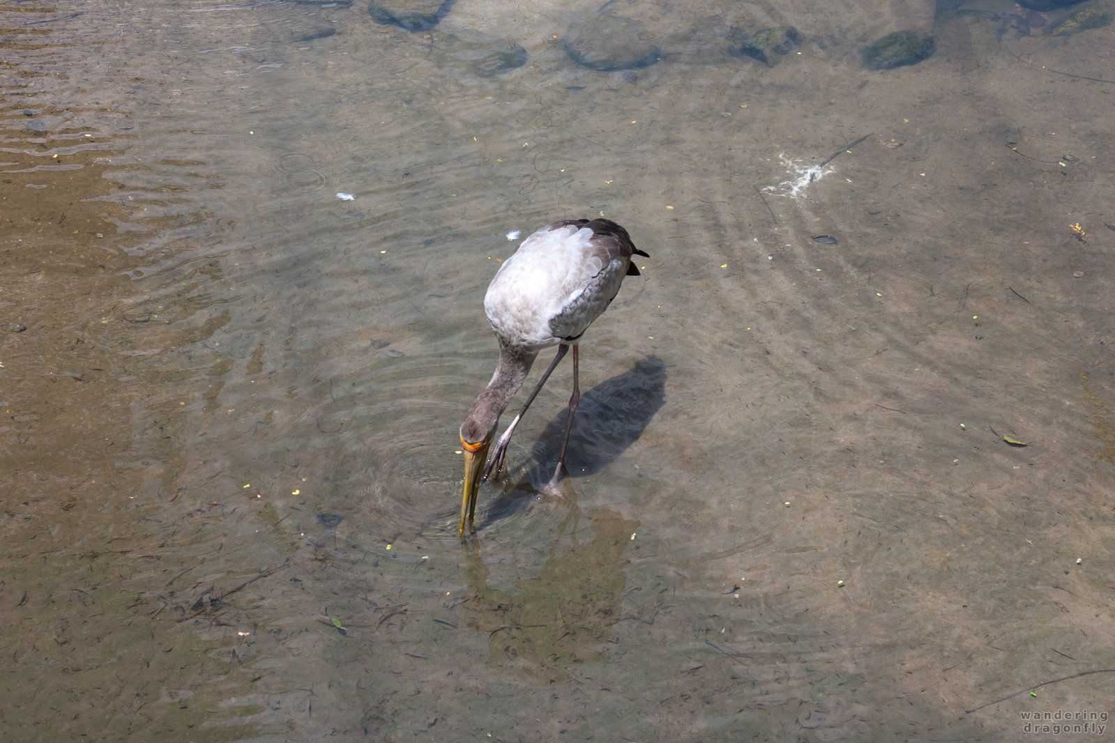 Stork -- stork, water