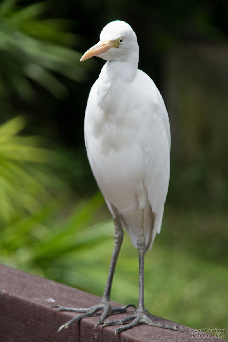 Snowy egret -- snowy egret