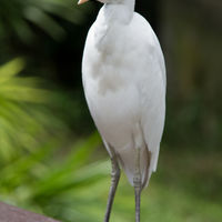 Egretta Thula