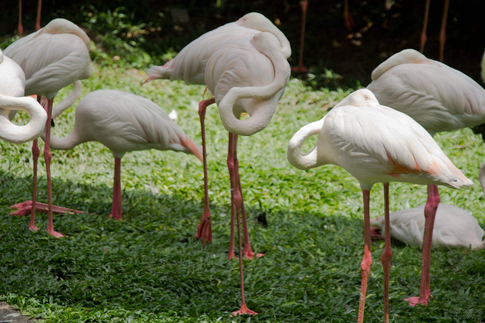 Flamingos resting -- flamingo