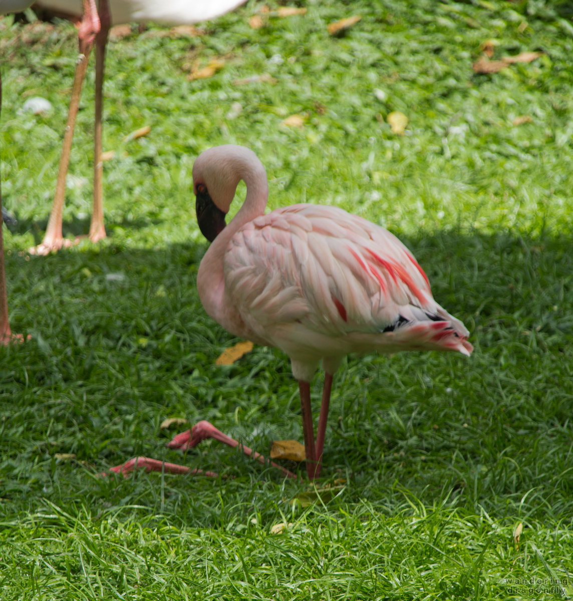 Flamingo on its knees -- flamingo