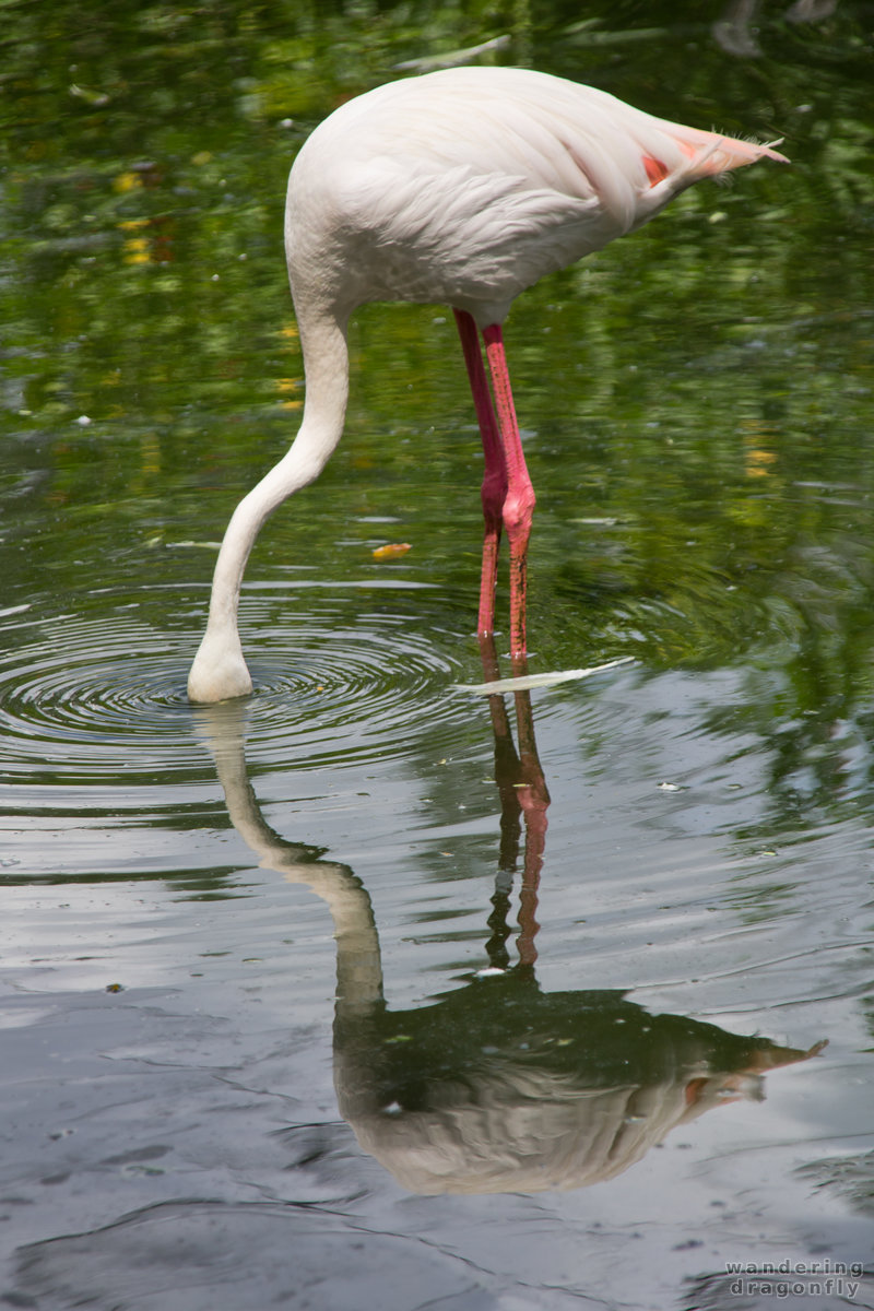 How many flamingos are there? -- flamingo, pond