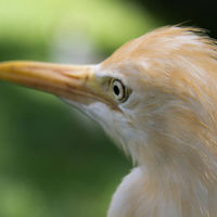 Bubulcus Ibis