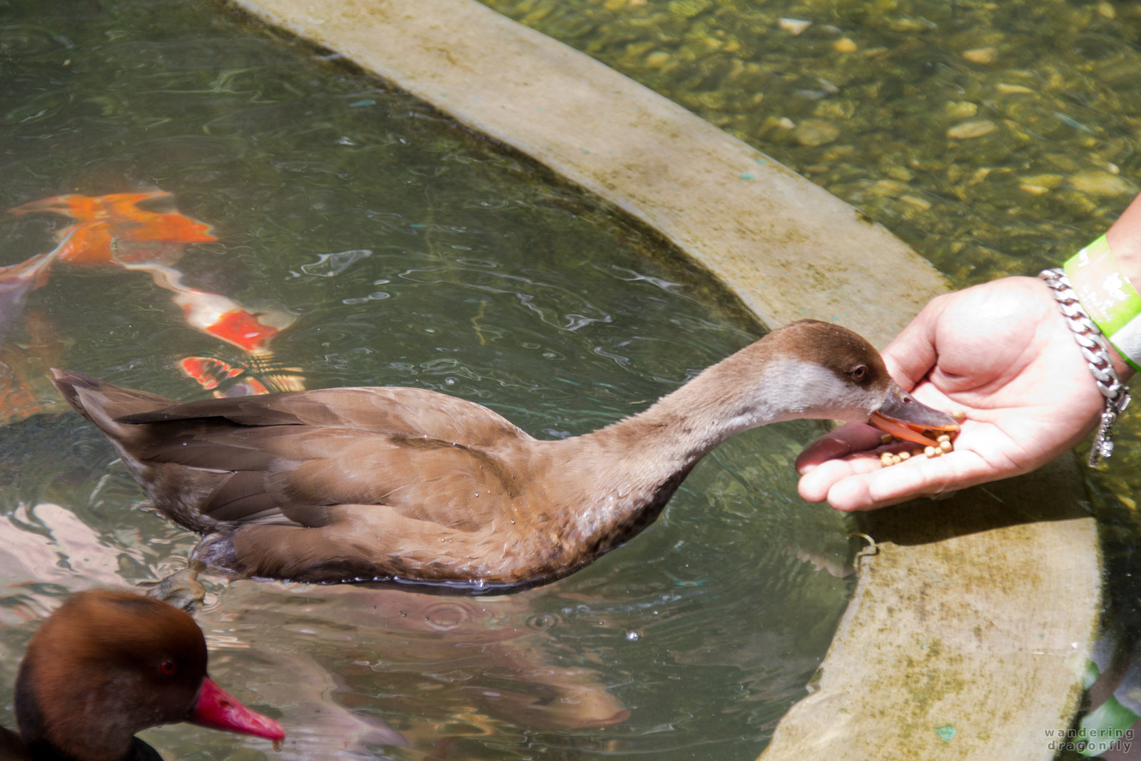 Feeding the ducks -- duck, feeding, pond