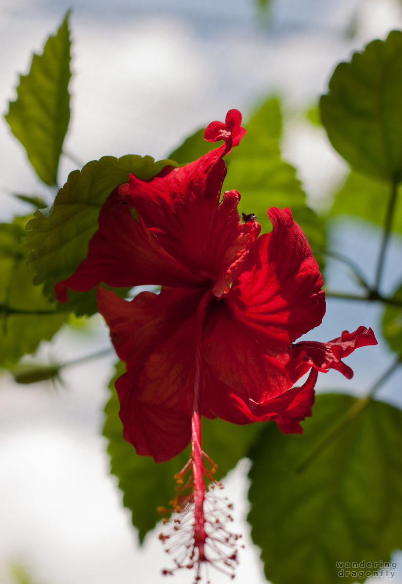 Red hibiscus -- red hibiscus