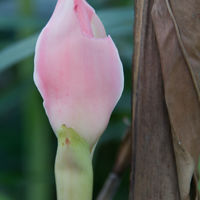 Might be the flower of the banana, but not sure.