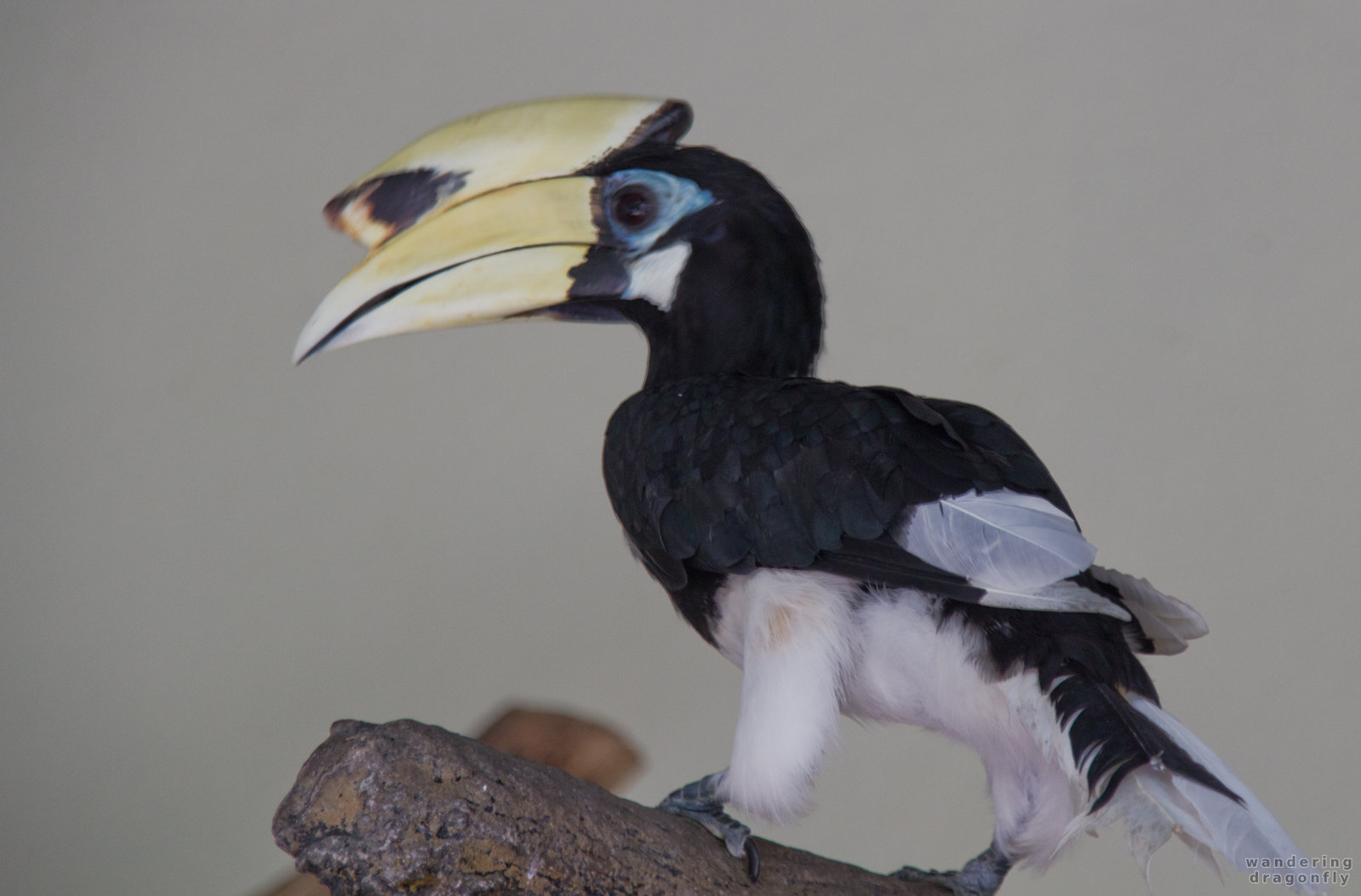 Little hornbill -- hornbill