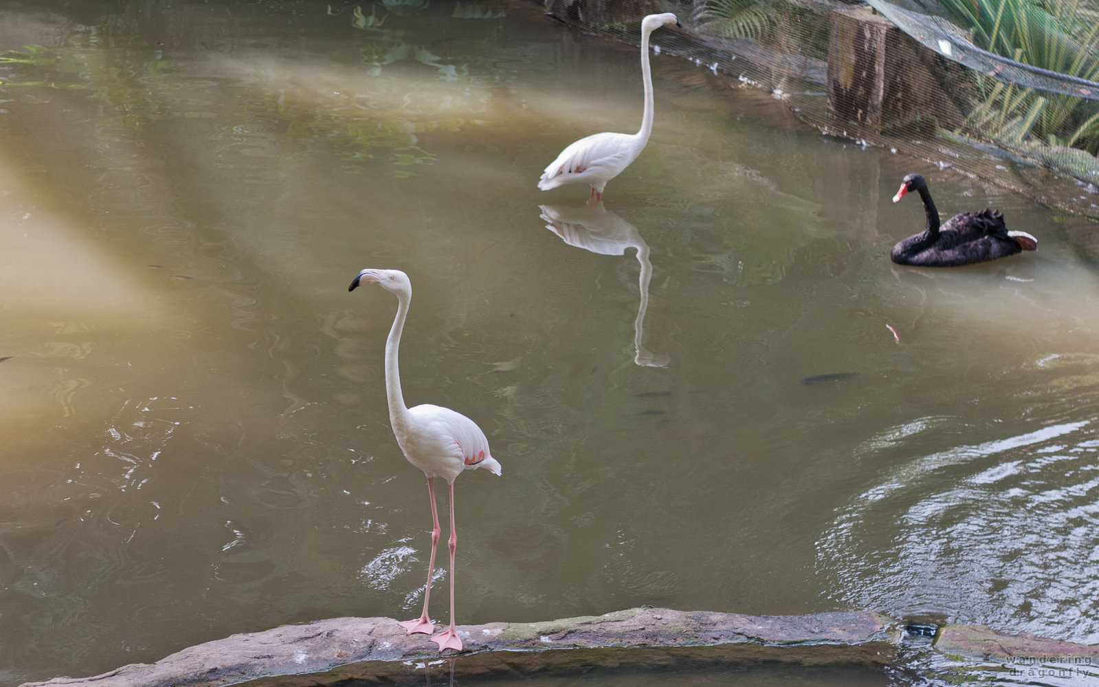 Flamingos -- flamingo