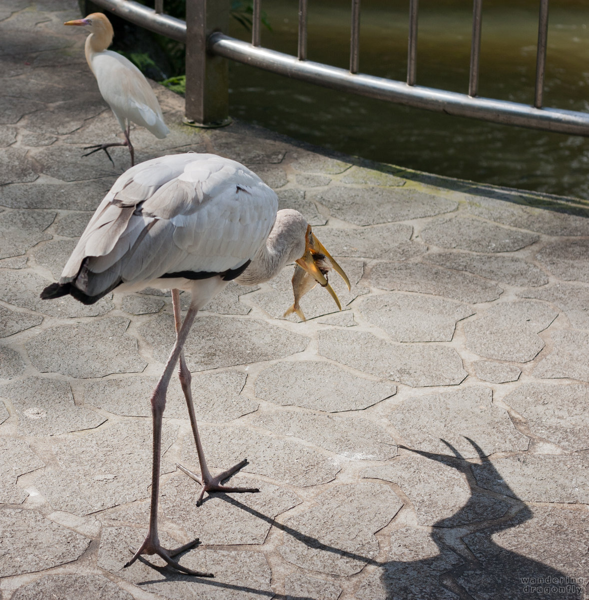 Stork with a fish -- stork