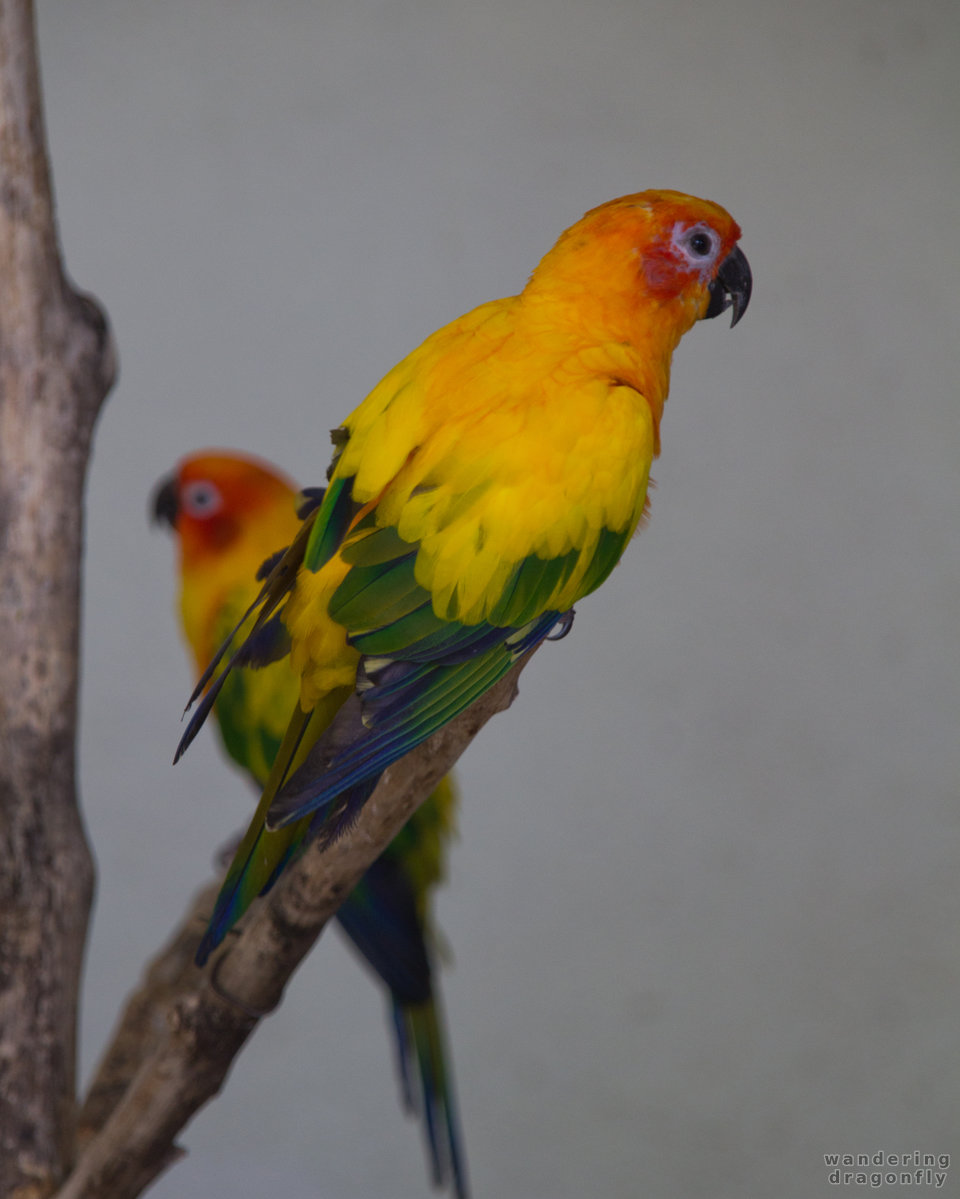 Parrots -- parrot