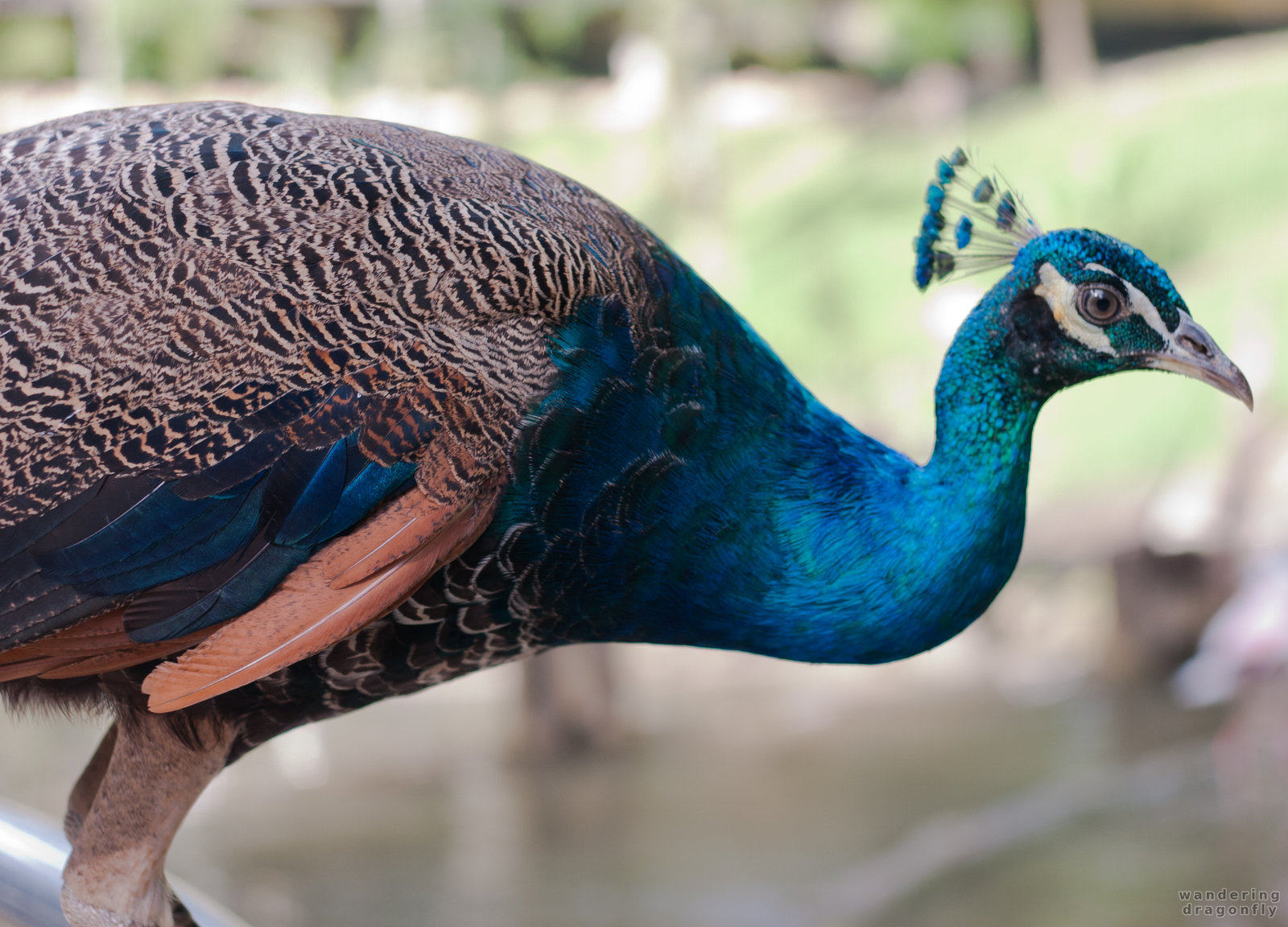 Peacock -- blue peafowl