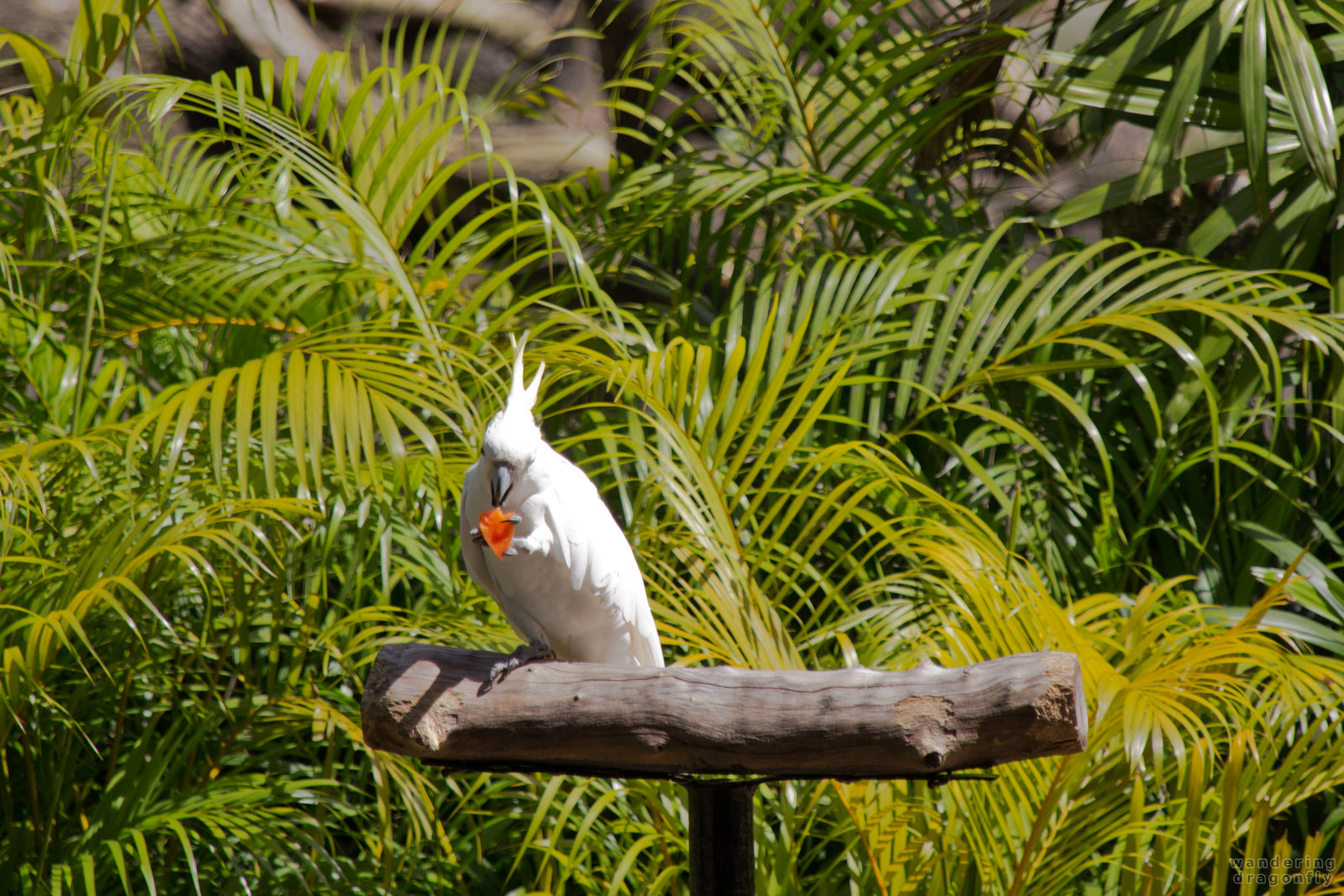 White cockatoo -- white cockatoo