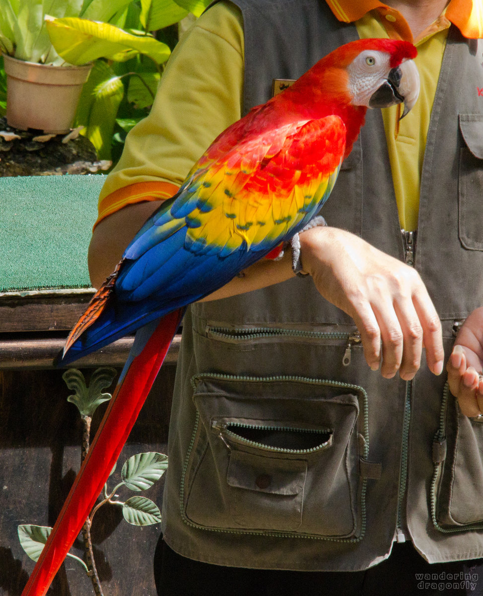 Cockatoo with trainer -- cockatoo, zookeeper