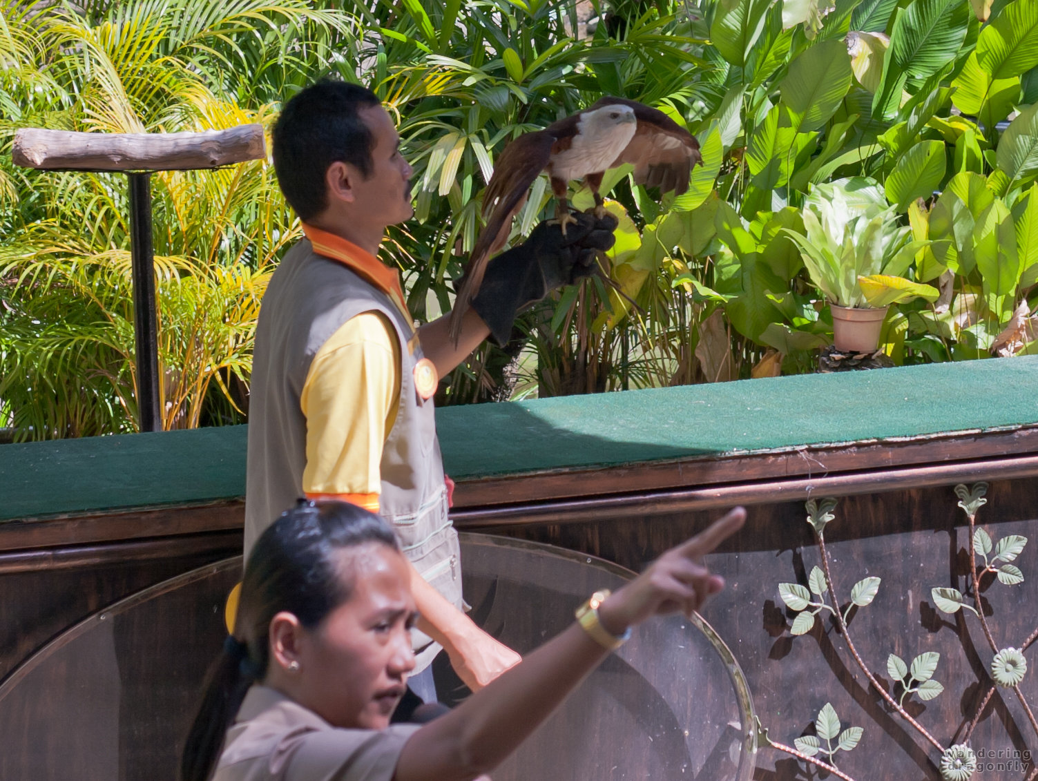 Select your lunch from the audience -- bald eagle, zookeeper