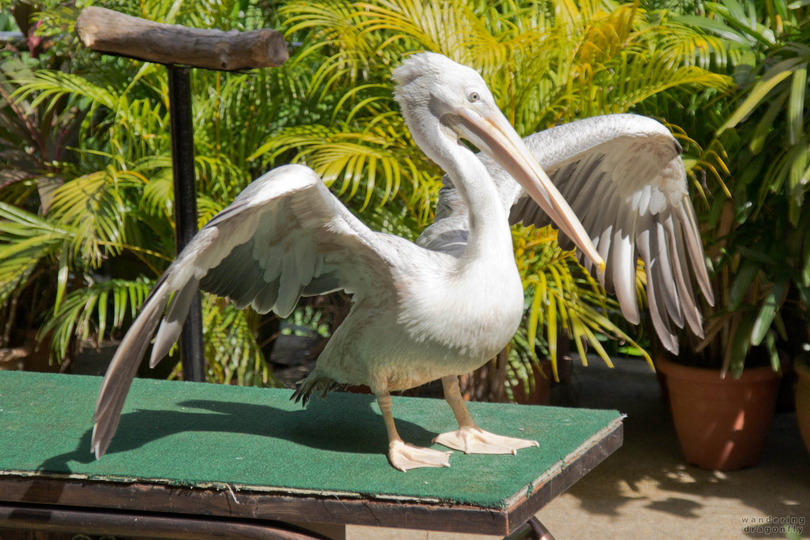 Pelican on the table -- pelican