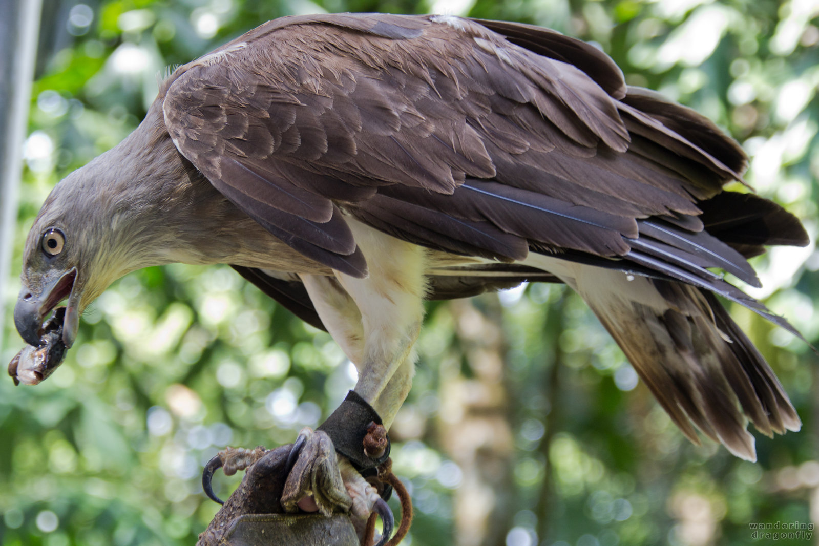 Eagle eating a fish -- eagle