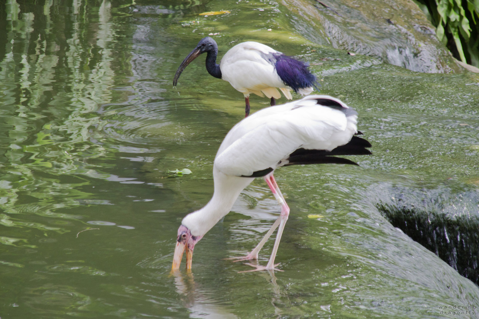 Hunting for fishes -- black-necked stork, stork, water