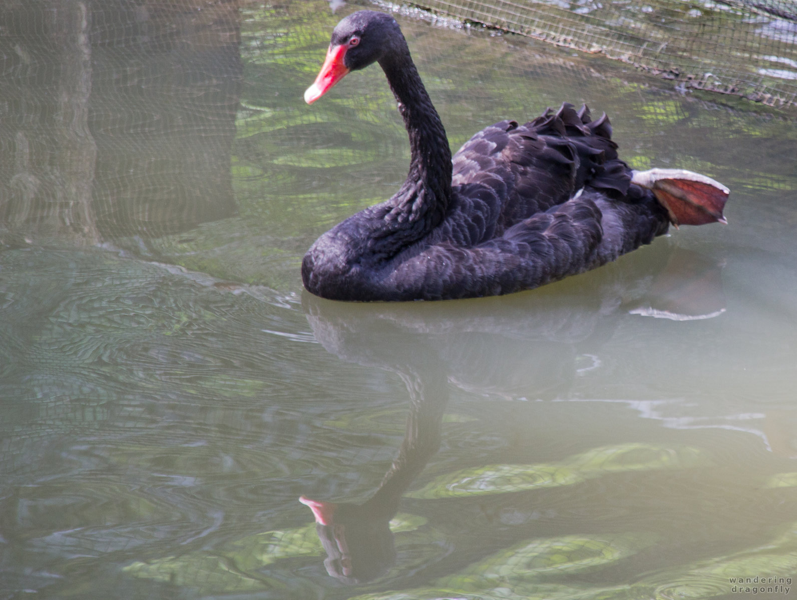 Black swan -- black swan