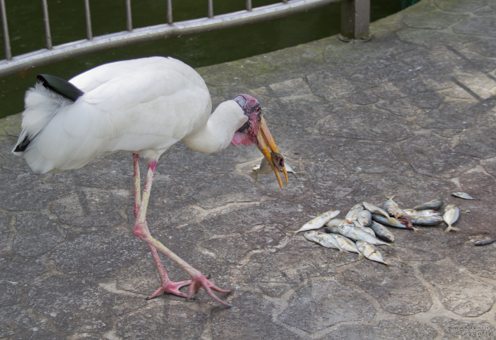 Stork with fishes -- stork