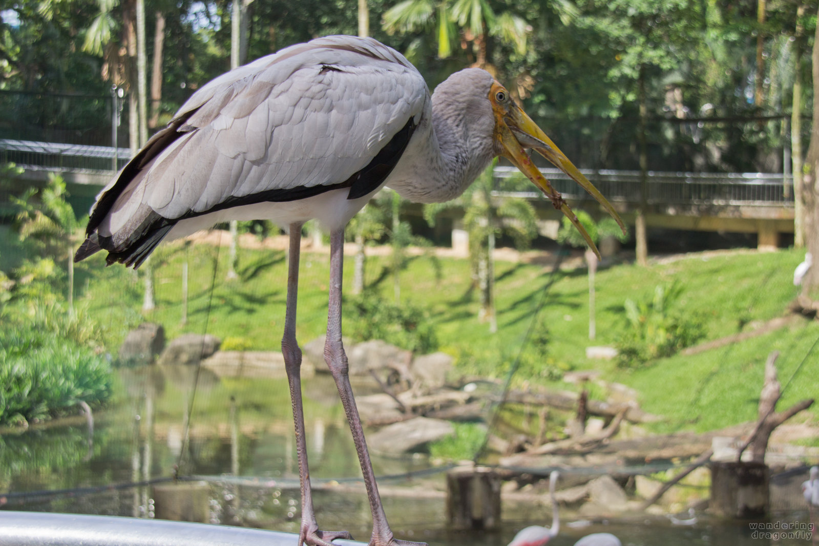 Lunchtime for a yellow-billed stork -- eating, fish, yellow-billed stork