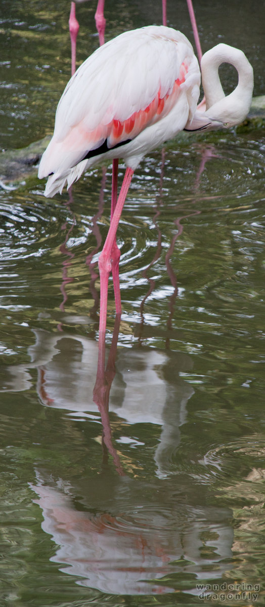 Flamingo -- flamingo, water