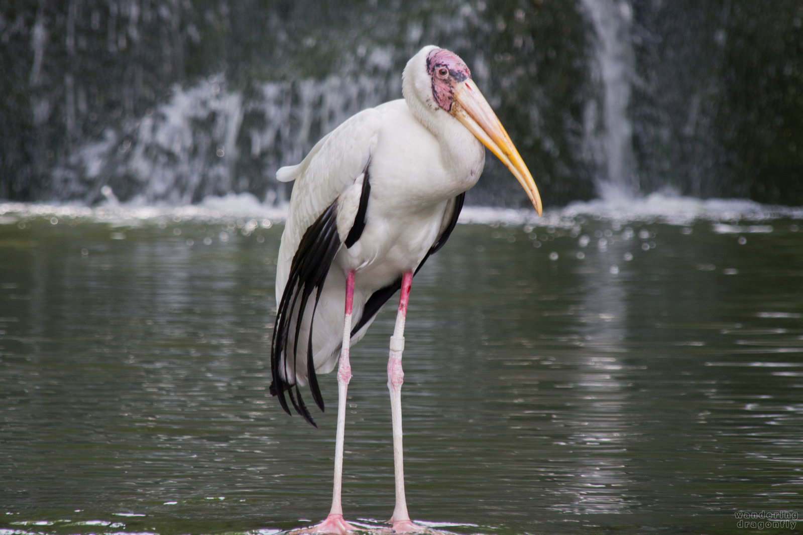 Milky stork -- milky stork, water