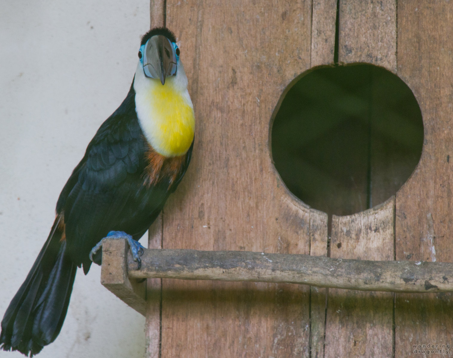 Parrot's home -- bird house, parrot