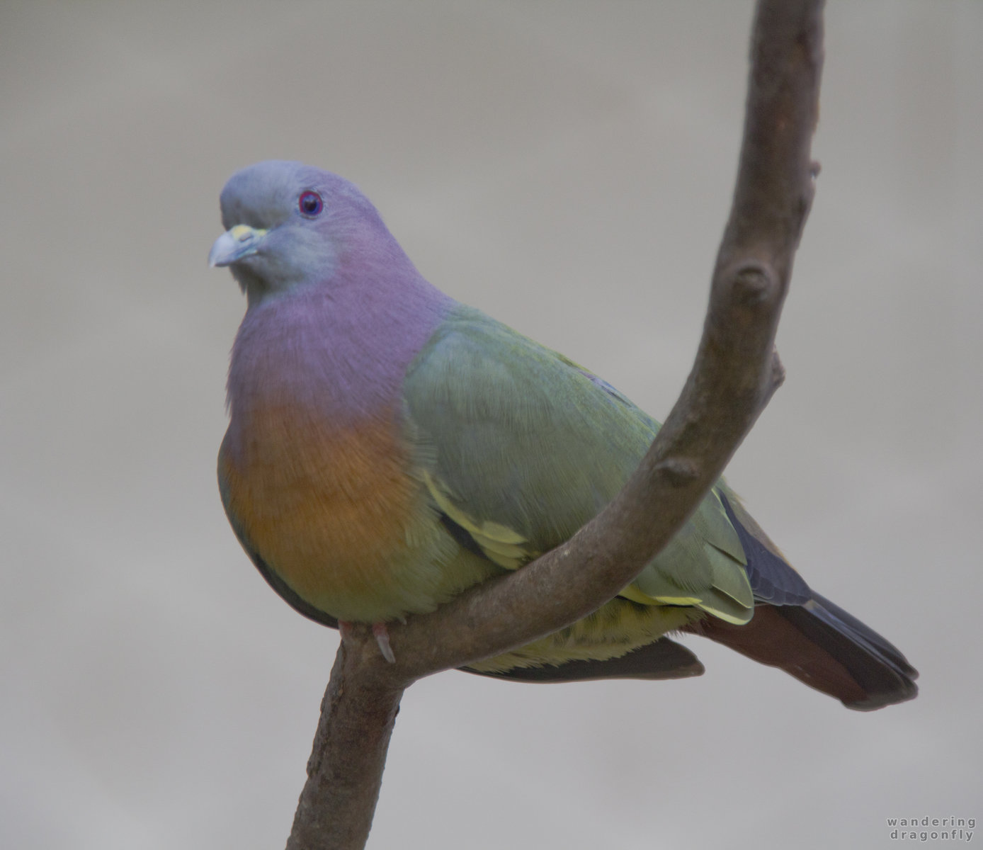 Colorful dove -- dove