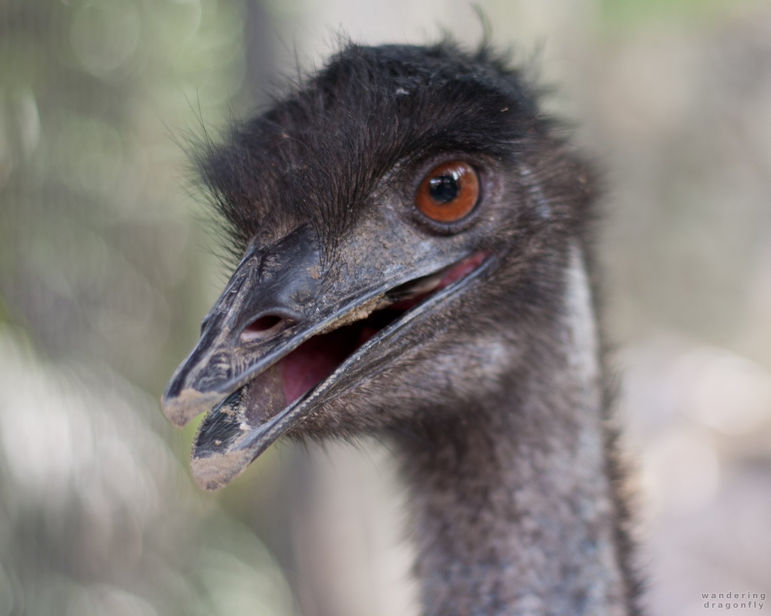 Smiling ostrich -- ostrich