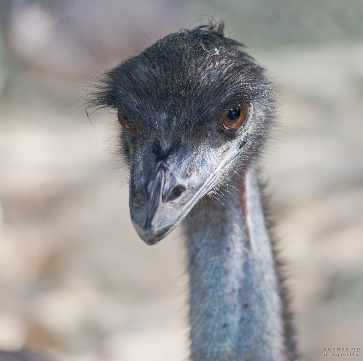 Ostrich watching -- ostrich