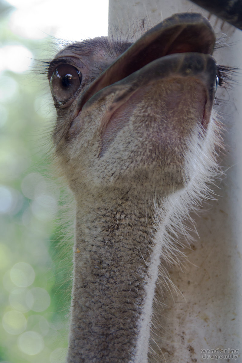 Ostrich neck -- ostrich