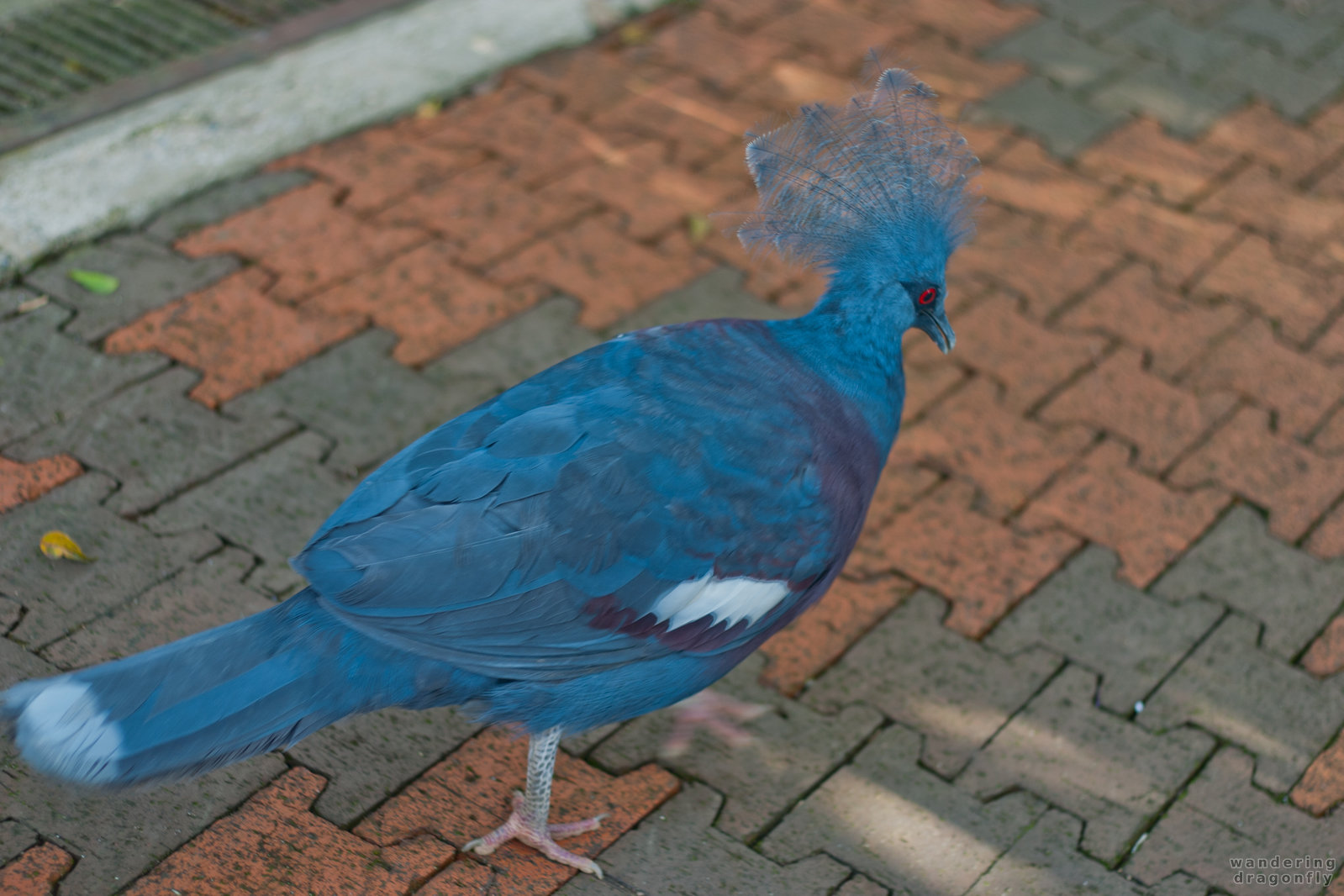 Blue pheasant on the run -- blue pheasant