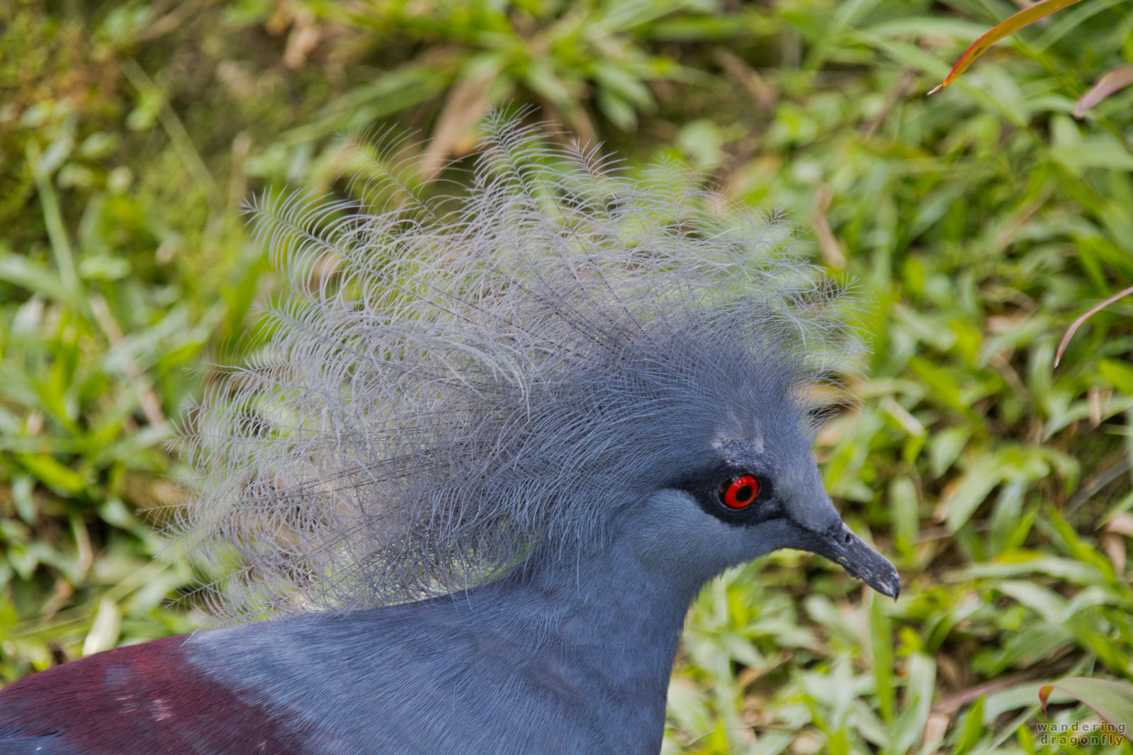 Blue pheasant with red eye -- blue pheasant